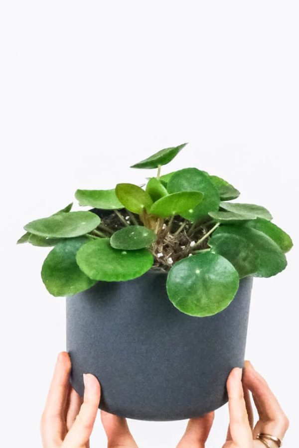 Peperomia Lemon Lime - Görsel 2