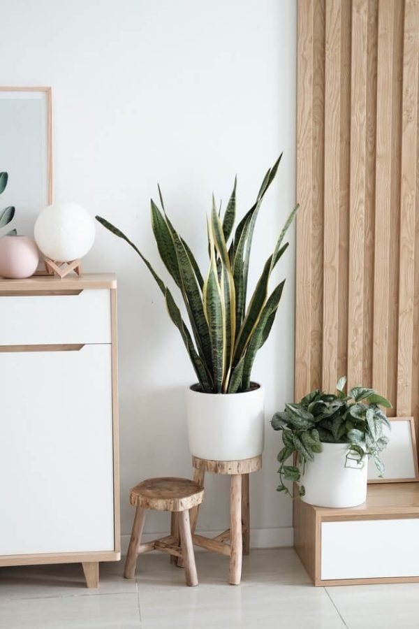 Sansevieria Golden Flame - Görsel 2